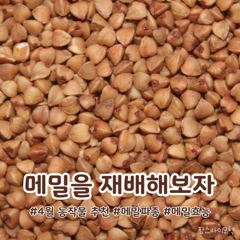 메밀 재배 파종 적기 배수 관리 비료 절감 요령_6