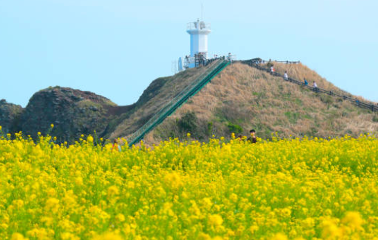 제주 유채꽃 시기
