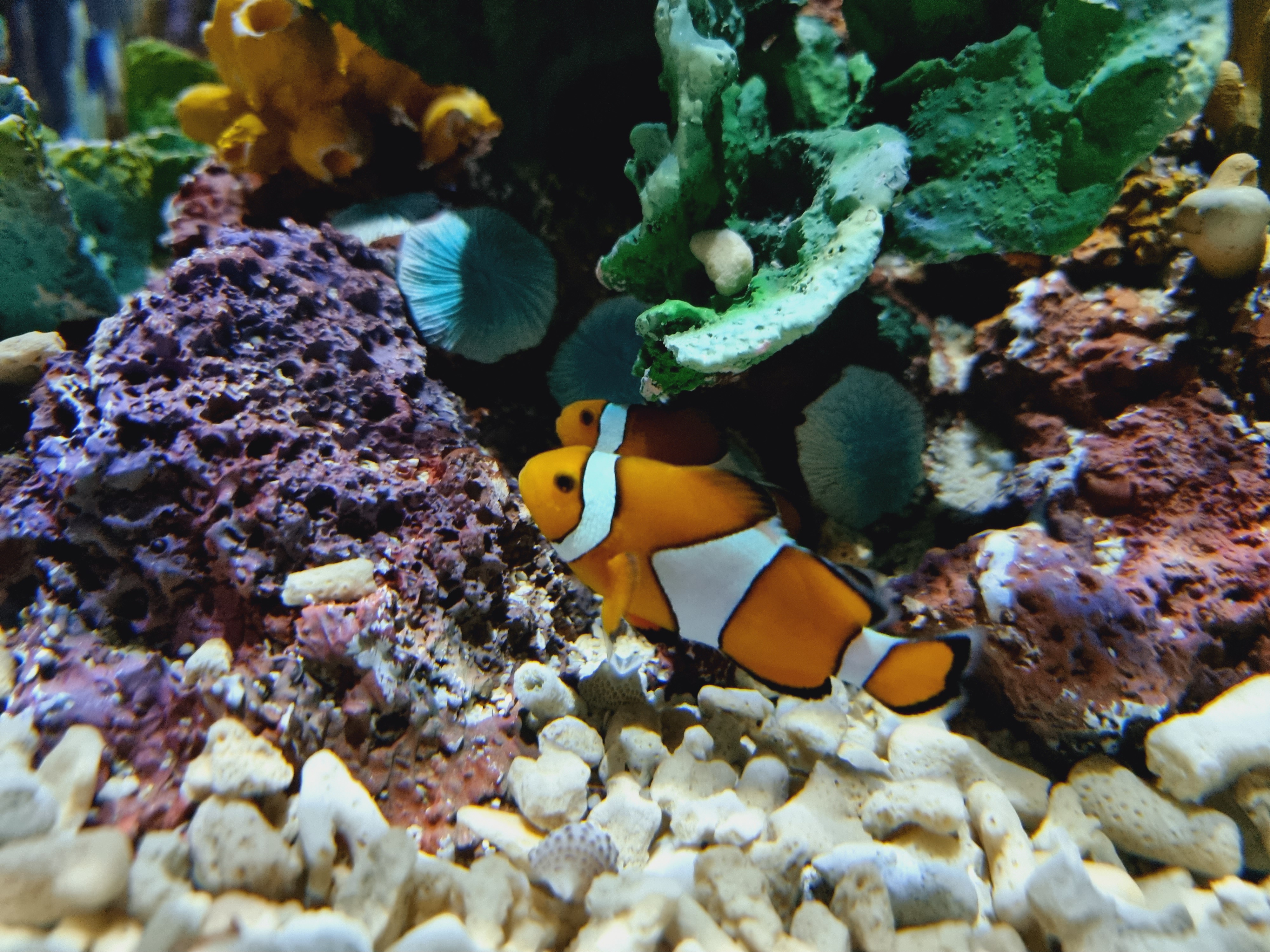 니모와 산호초속 열대물고기들