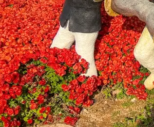 제19회 거제섬꽃축제 2025 – 국화향기 속으로 떠나는 섬의 가을