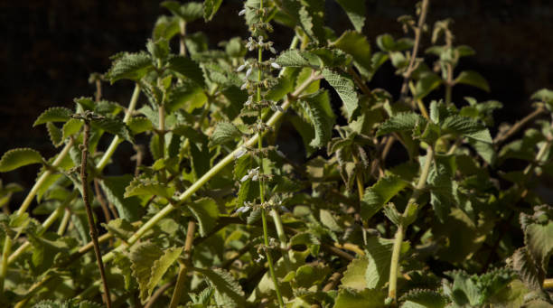 티몰(thymol) 효능