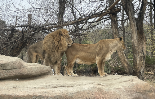 에버랜드 사파리월드