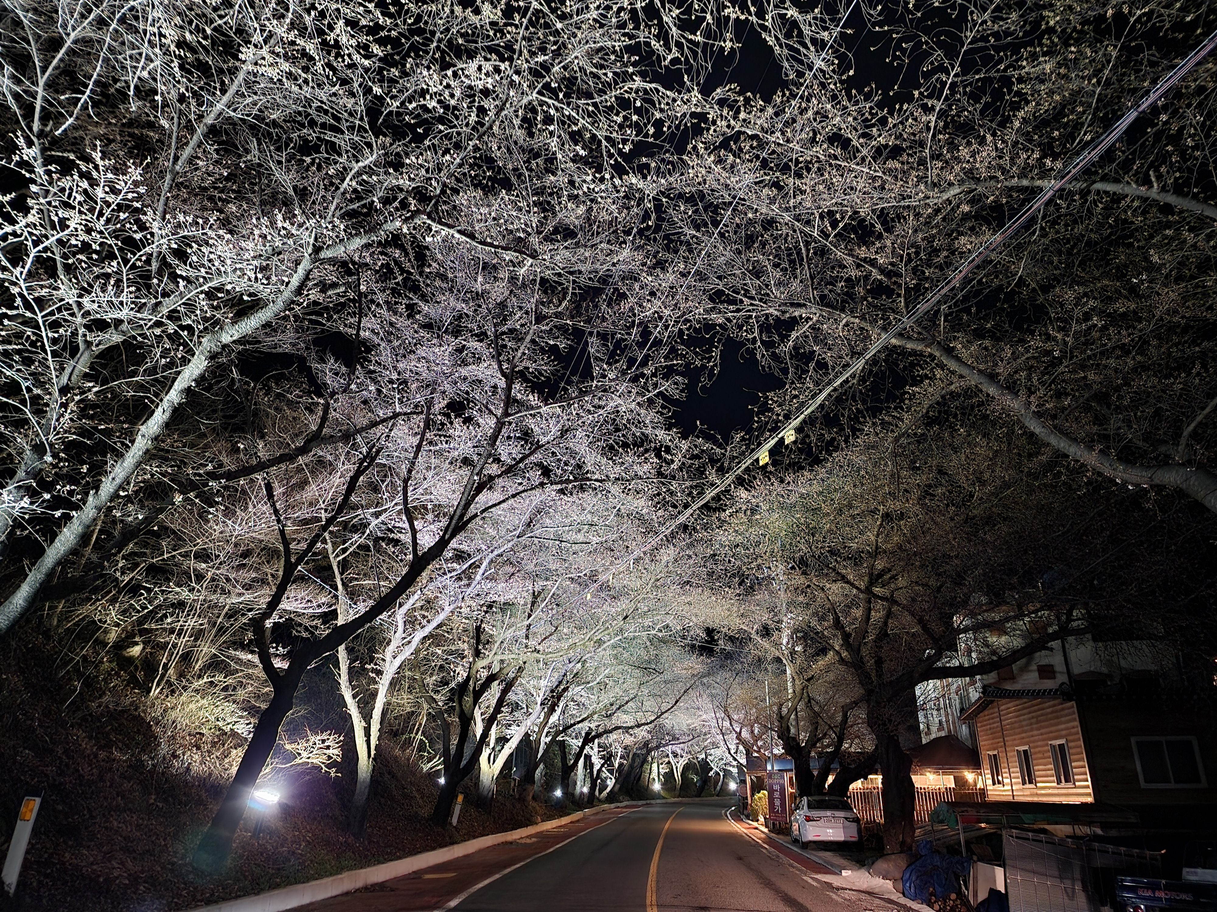 벗나무가 양쪽으로 있어 터널을 만들고 있음