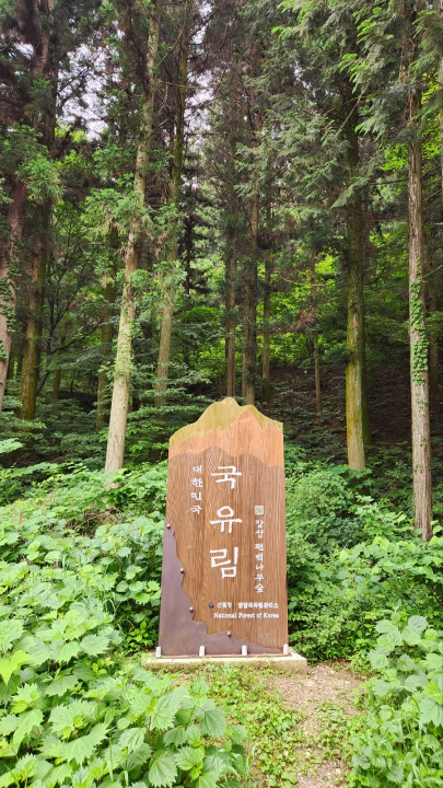 편백나무 성지, 장성 치유의숲 오르는 길, 국유림 간판