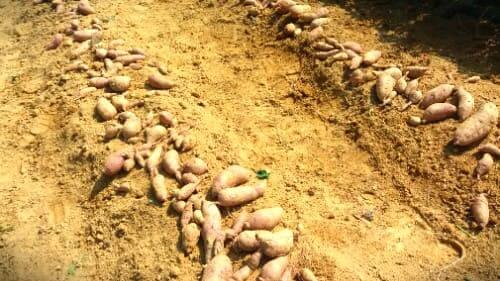 고구마-큐어링-아물이-방열처리-장기-보관방법-저장방법