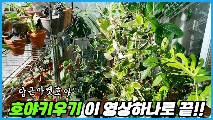 호야 키우기 꽃피우기 번식법 알고 물주기_6