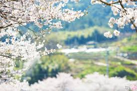 3월 국내 축제 일정