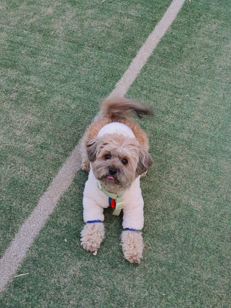 공놀이 중인 강아지