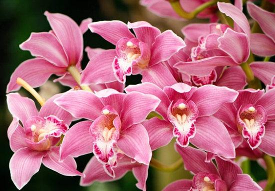 겨울 꽃 심비디움