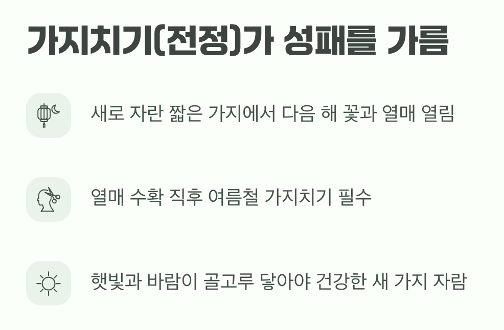 탐스러운 열매를 위한 과감한 가위질 (가지치기)