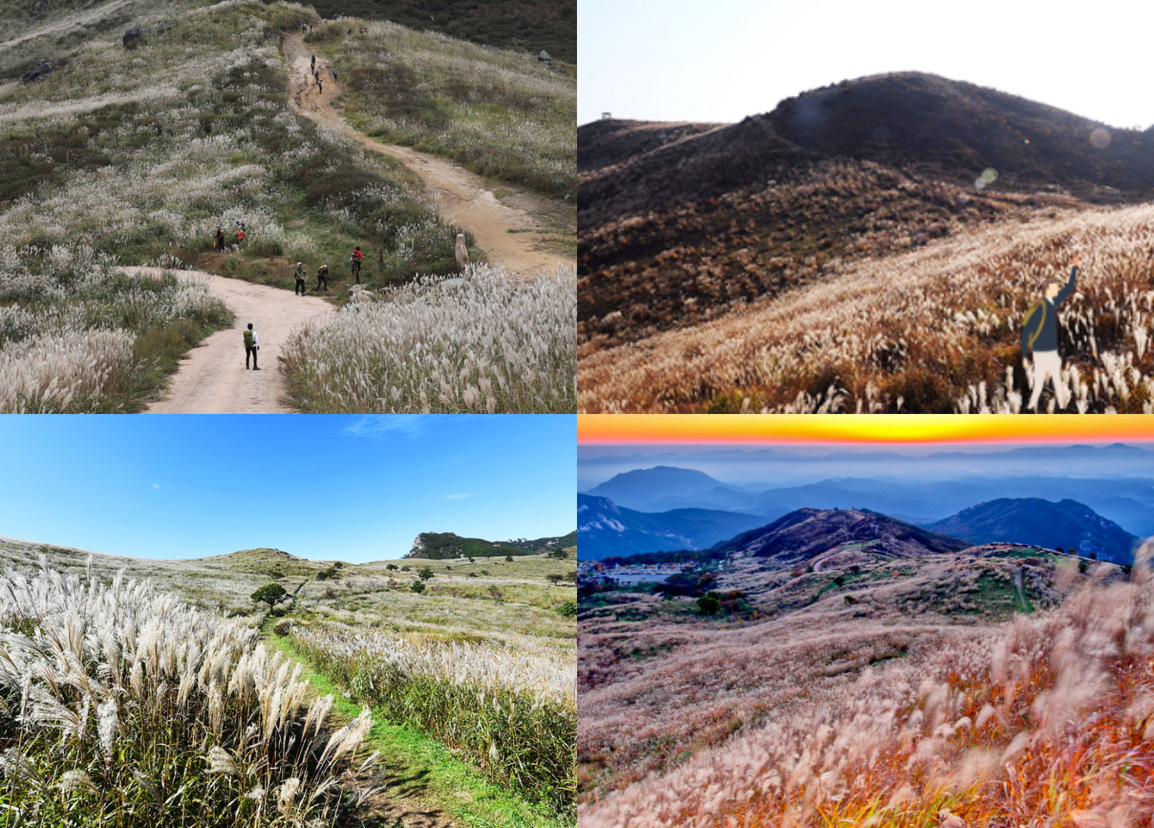 황매산 억새축제기간