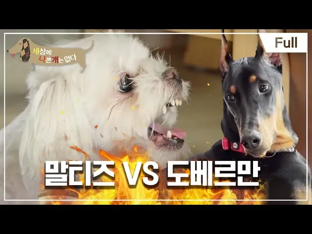 말티즈 성격 분양 가격 수명 장점 단점_9
