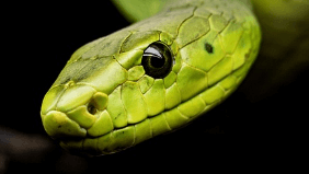 뱀이 여러 마리 (많이) 나오는 꿈해몽