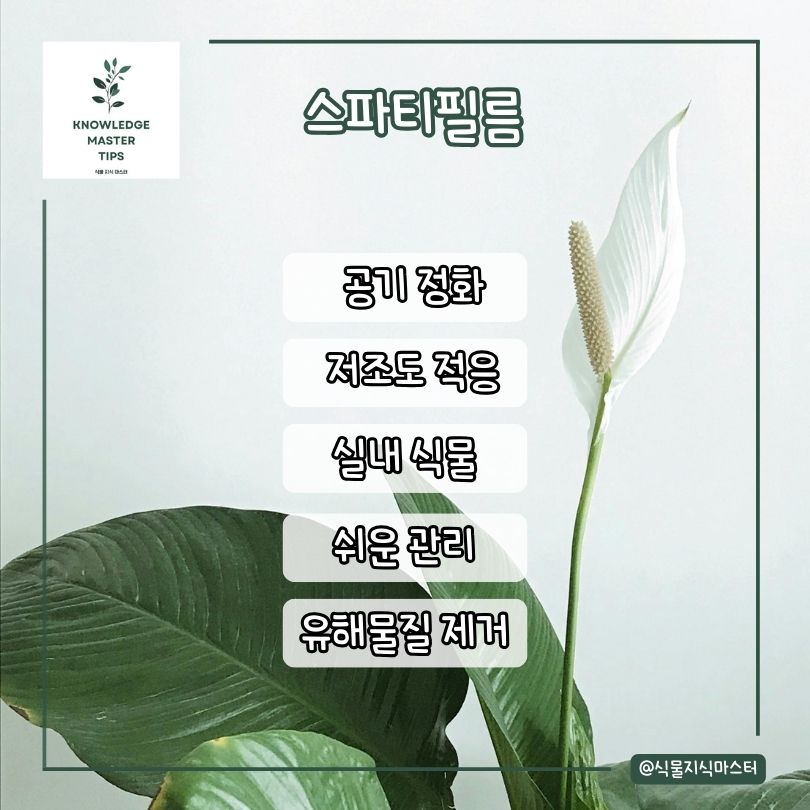 스파티필름 소개