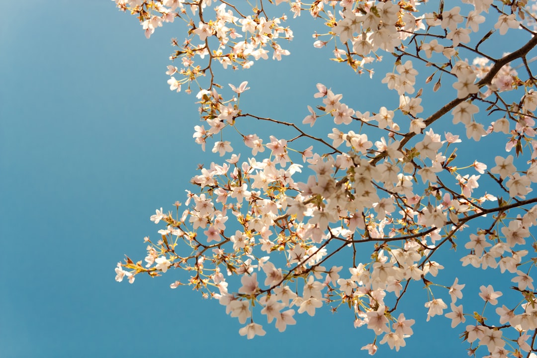 Bloom.