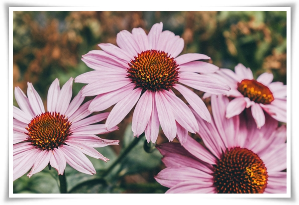 "에키네시아" 자연이 주는 건강의 선물, 건강을 지키는 허브 꽃!