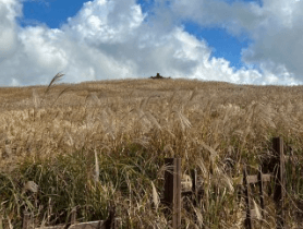 공동구매 항공권 하나투어 예약 및 취소