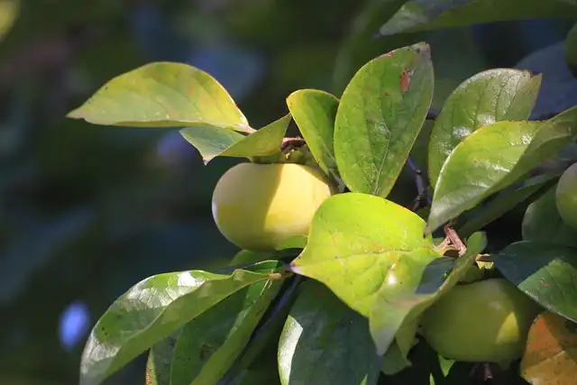 고향사랑기부제 세액공제 계산 방법