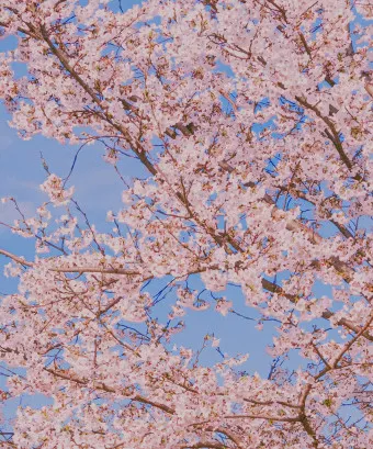 서울 벚꽃 명소 추천 베스트10_5