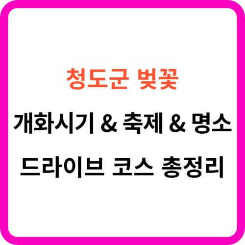 청도군 벚꽃 개화시기 &amp; 축제 &amp; 명소 &amp; 드라이브 코스