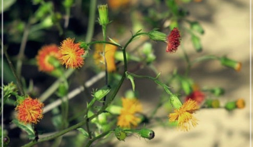 명월초의 효능이 궁금하시면?