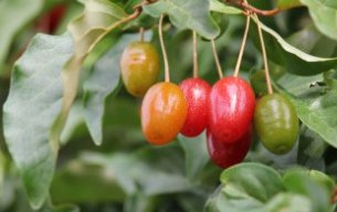 보리수 열매 효능