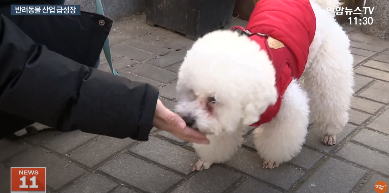 펫시터 연합뉴스 이미지입니다.