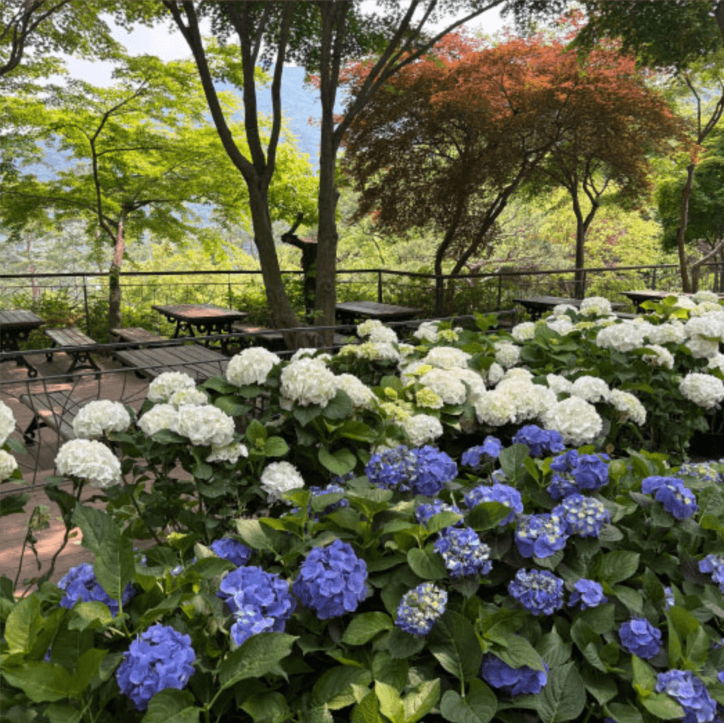 화담숲 여름 수국축제 일정 및 예약방법