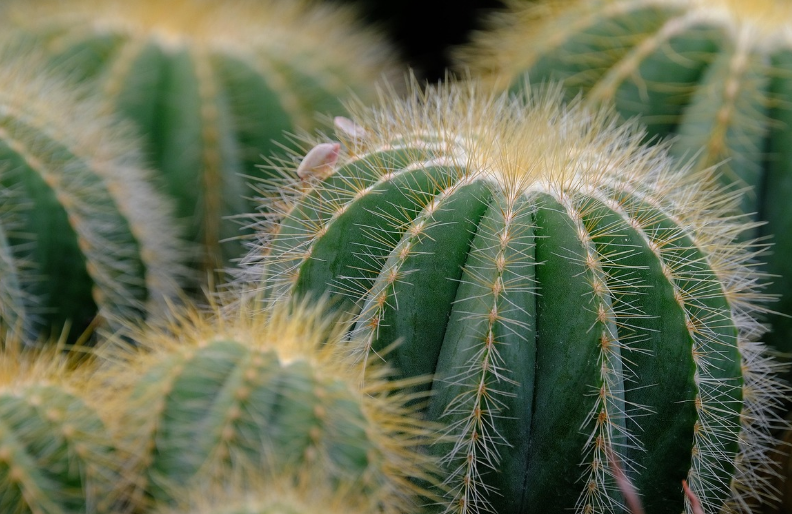 인테리어에 잘 어울리는 식물