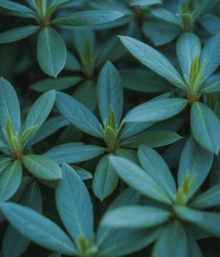 가장 먼저&amp;#44; 잎의 모양부터 살펴보세요