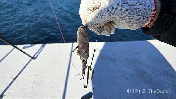 거제도 탑포마을에서 낚시