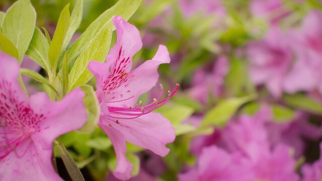 연산홍 묘목 가지치기 키우는 방법 과 철죽(철쭉) 구별법 알아보기