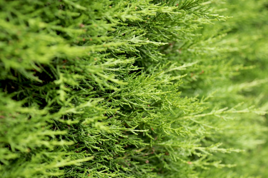 Hedge.