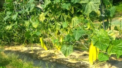 오이-수확시기-늦어져-노각으로-변하는-조선오이-늙은오이