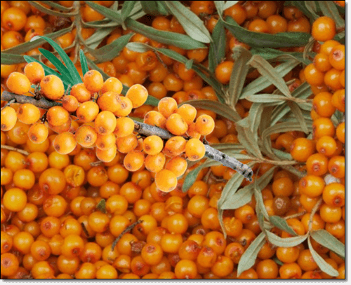 씨벅톤 열매와 잎