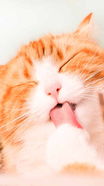 고양이 핸드폰 배경화면