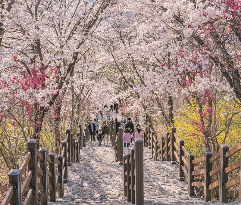 대구 벚꽃 피크닉 명소 베스트 추천 BEST 05