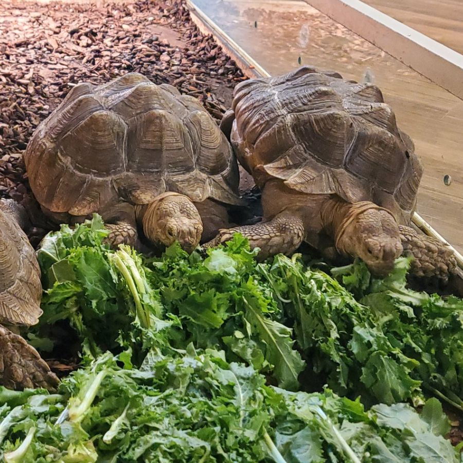 쥬라리움 청라점