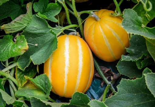 참외모종심는시기, 순치기방법, 순지르기, 수확시기[참외재배하는방법]