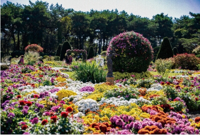 국화 단풍 축제