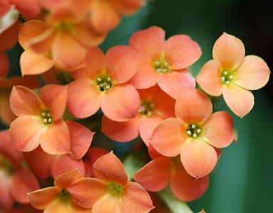 겨울 꽃 칼랑코에