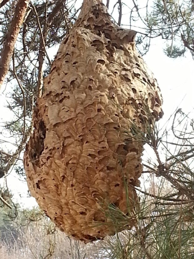 등검은 말벌 고층 벌집 제거 작업, 20cm 나무에 오르는 극한직업 말벌 사냥꾼