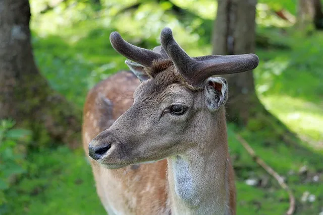 녹용 선물 액기스 캡슐 스틱 체질과 예산에 맞춘 섭취 가이드_5