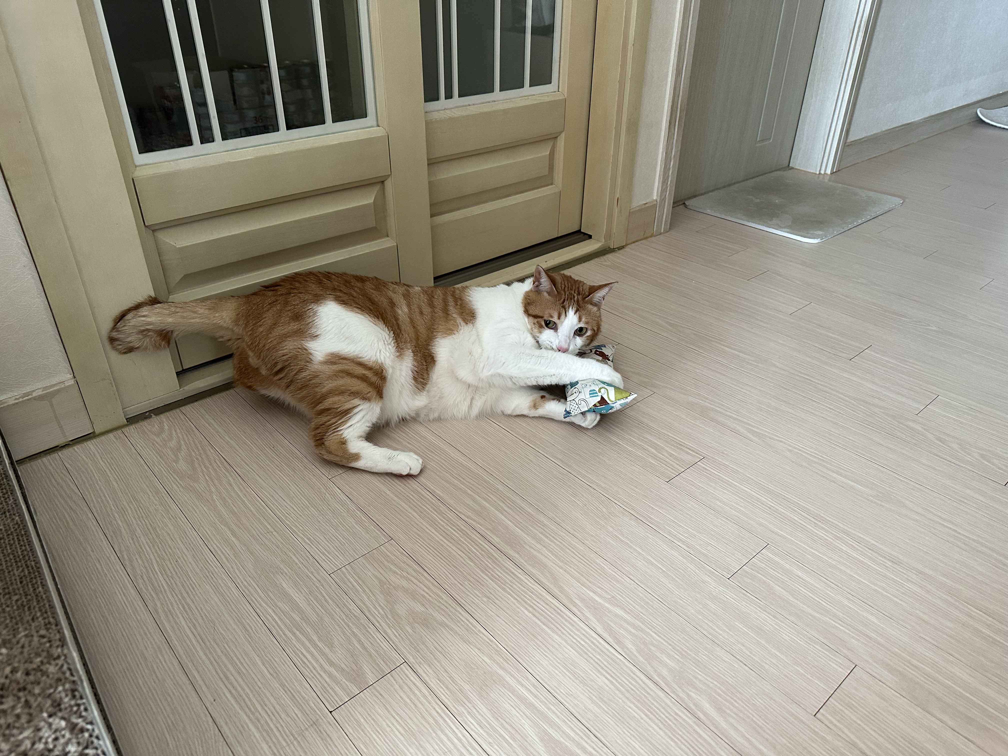 캣닢쿠션에 대한 아홉냥이들의 반응 (feat.이날의 MVP도 역시 두리)