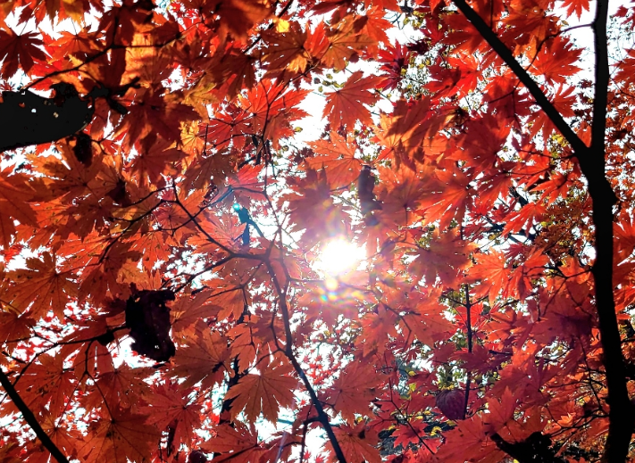 서울 단풍명소 TOP5(북한산, 남산, 경복궁 비교)