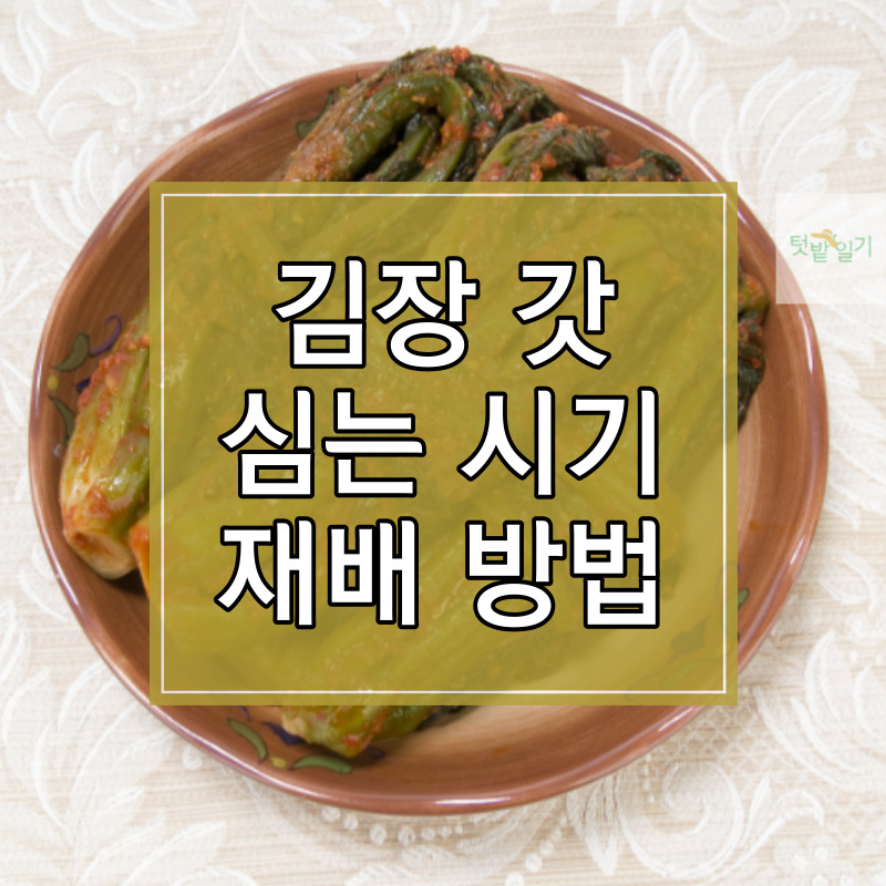 김장 갓 심는 시기 및 재배방법 알아보기