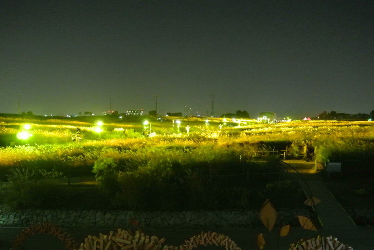 서울 하늘공원의 밤, 조명으로 물든 억새밭의 환상적인 야경 풍경