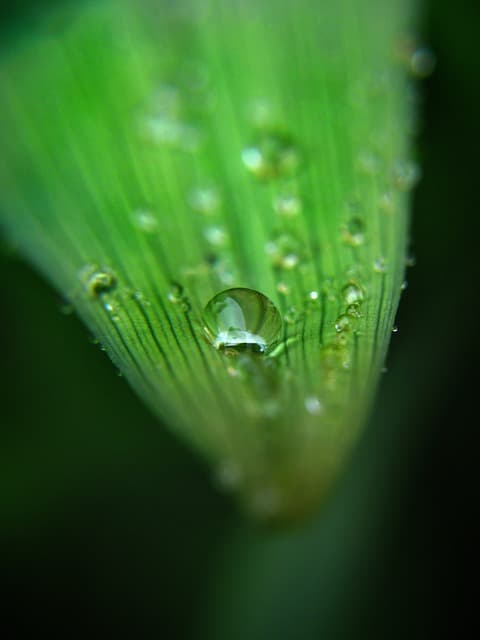 마이크로 매크로 사진 촬영