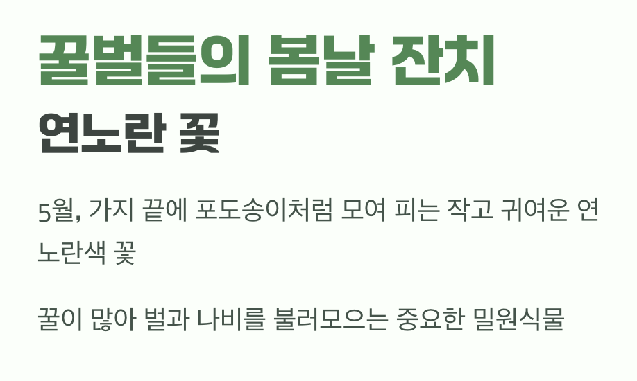 꿀벌들의 봄날 잔치&amp;#44; 연노란 꽃