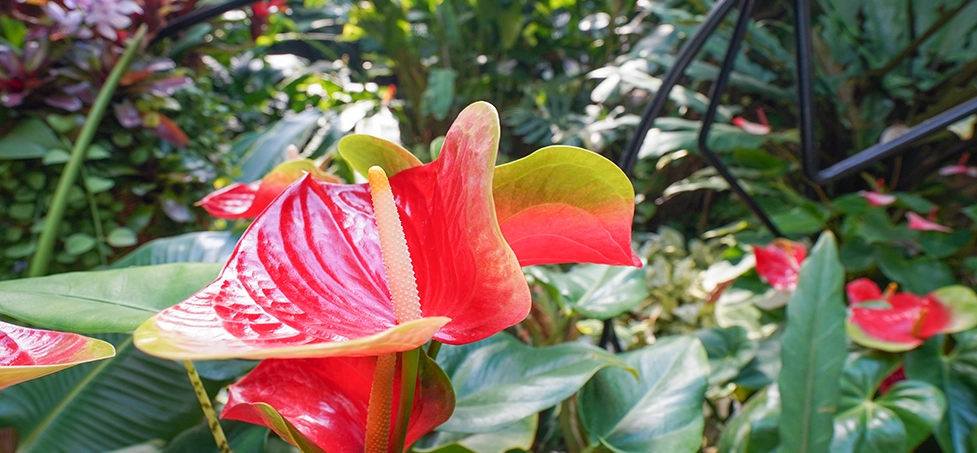 서울-식물원-입장료-주차-요금-운영시간